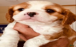 Cavalier King Charles Spaniel dogs for sale: Blenheim Boy - Image 4