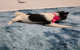 Pomeranian dogs for sale: Mili - Image 7