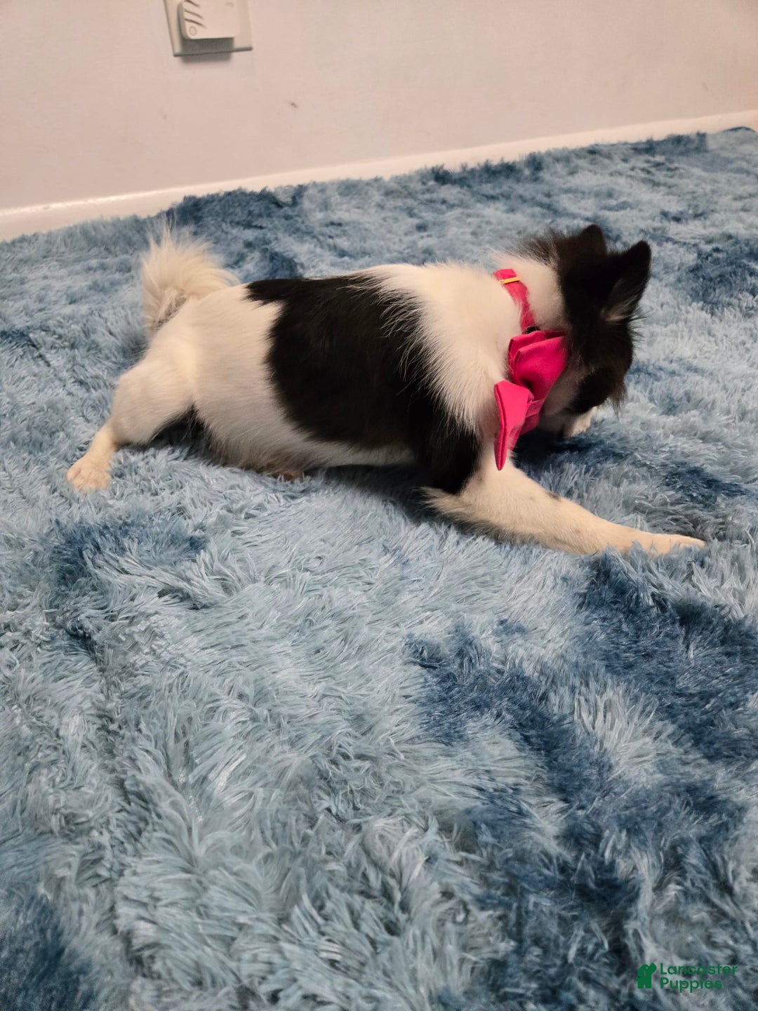 Pomeranian dogs for sale: Mili - Image 7