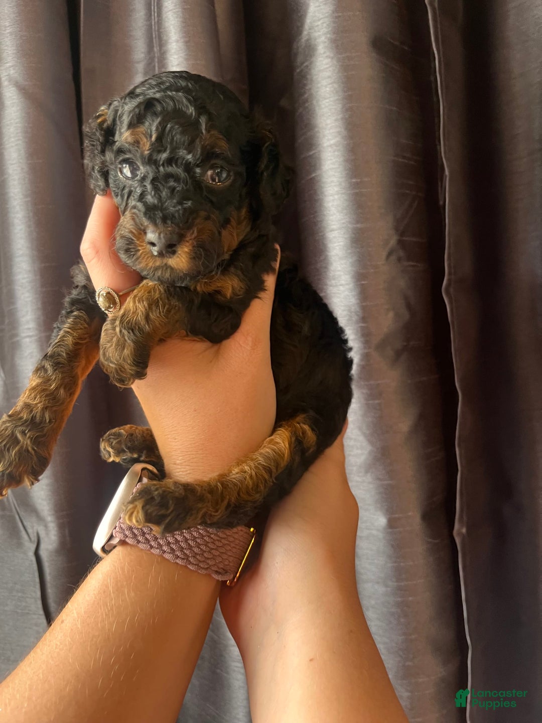 Miniature Poodle dogs for sale: Sadie - Image 2