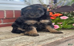 Mini Bernedoodle dogs for sale: Beauty - Image 12