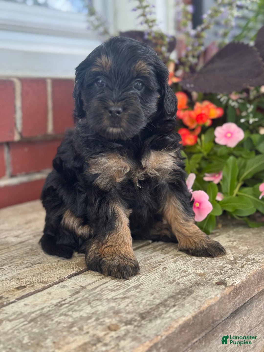 Mini Bernedoodle dogs for sale: Beauty - Image 12