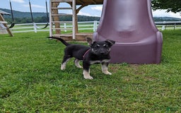 German Shepherd dogs for sale: German Shepherd 8 puppies - Image 4