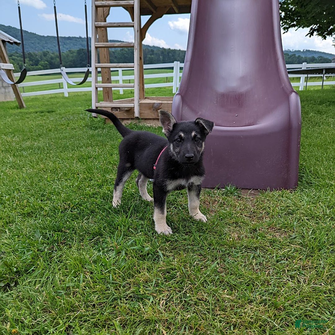 German Shepherd dogs for sale: German Shepherd 8 puppies - Image 4