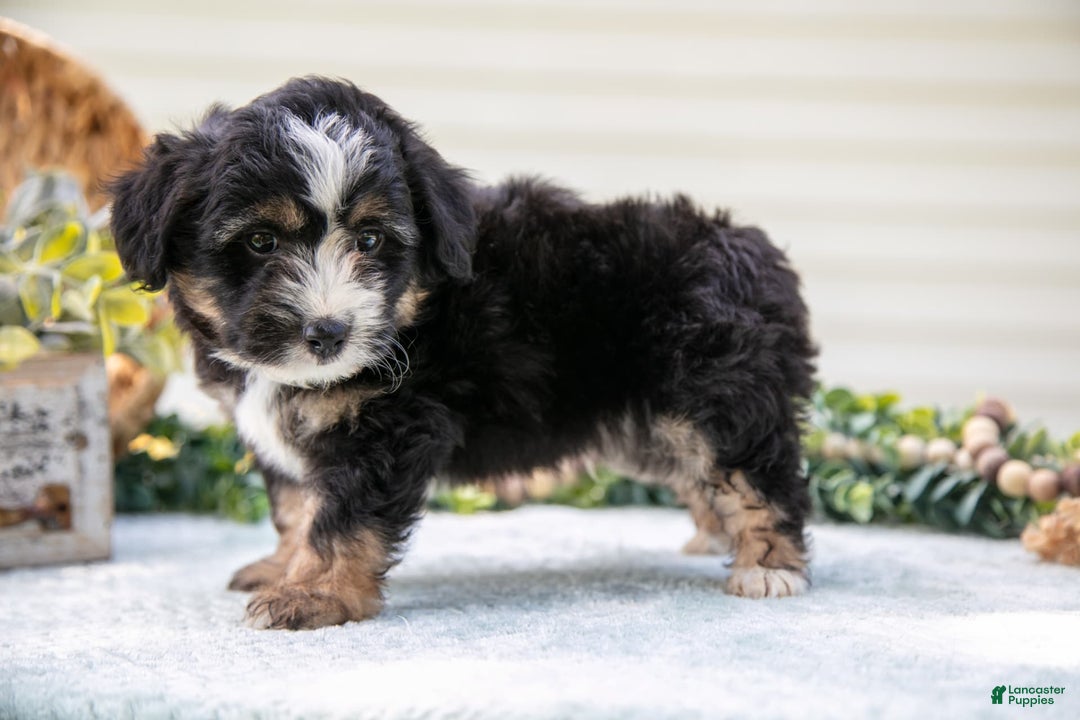 Mini Aussiedoodle dogs for sale: Rover - Image 4