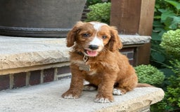 Goldendoodle dogs for sale: Ginger - Image 2