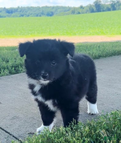 Shiba Inu dogs for sale - Ad 5