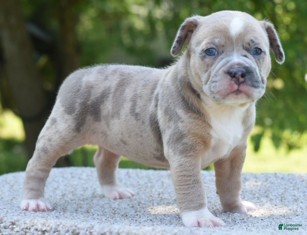 Olde English Bulldogge dogs for sale: Rosie Mini Bulldogge - Image 14