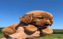 Golden Retriever dogs for sale: Fin - Image 20