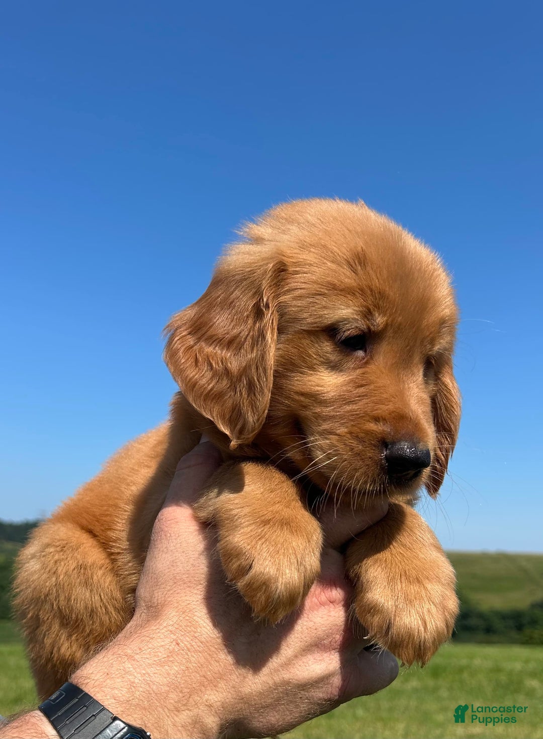 Golden Retriever dogs for sale: Fin - Image 20