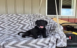 Labrador Retriever dogs for sale: Clover - Image 7