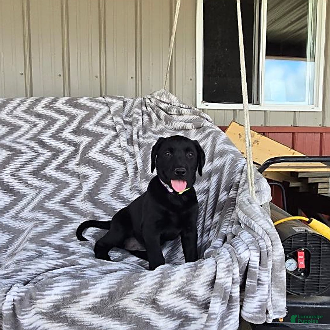 Labrador Retriever dogs for sale: Clover - Image 7
