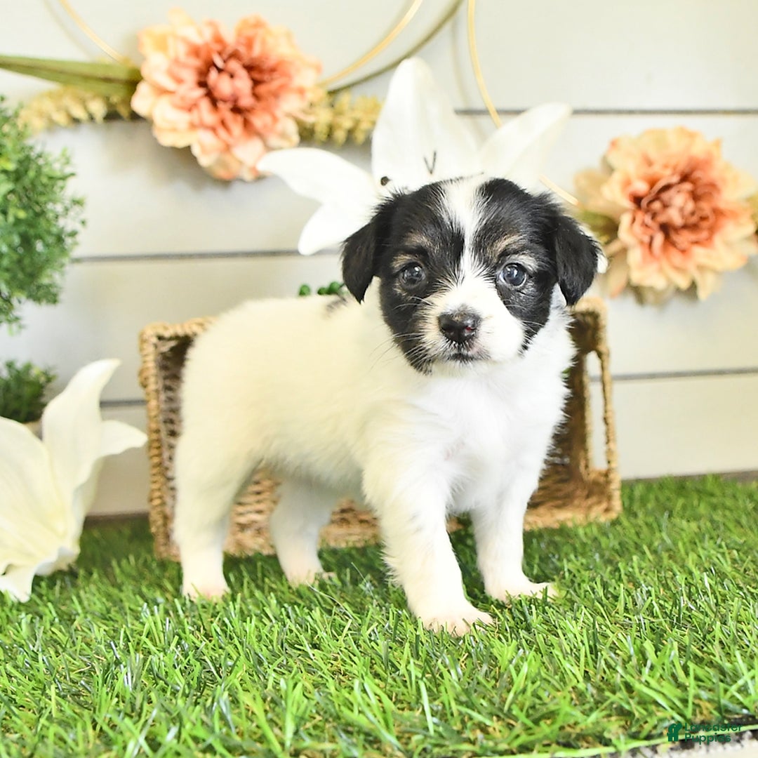 Papillon dogs for sale: Lilah - Image 4