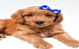Mini Goldendoodle dogs for sale: Tommy - Image 7