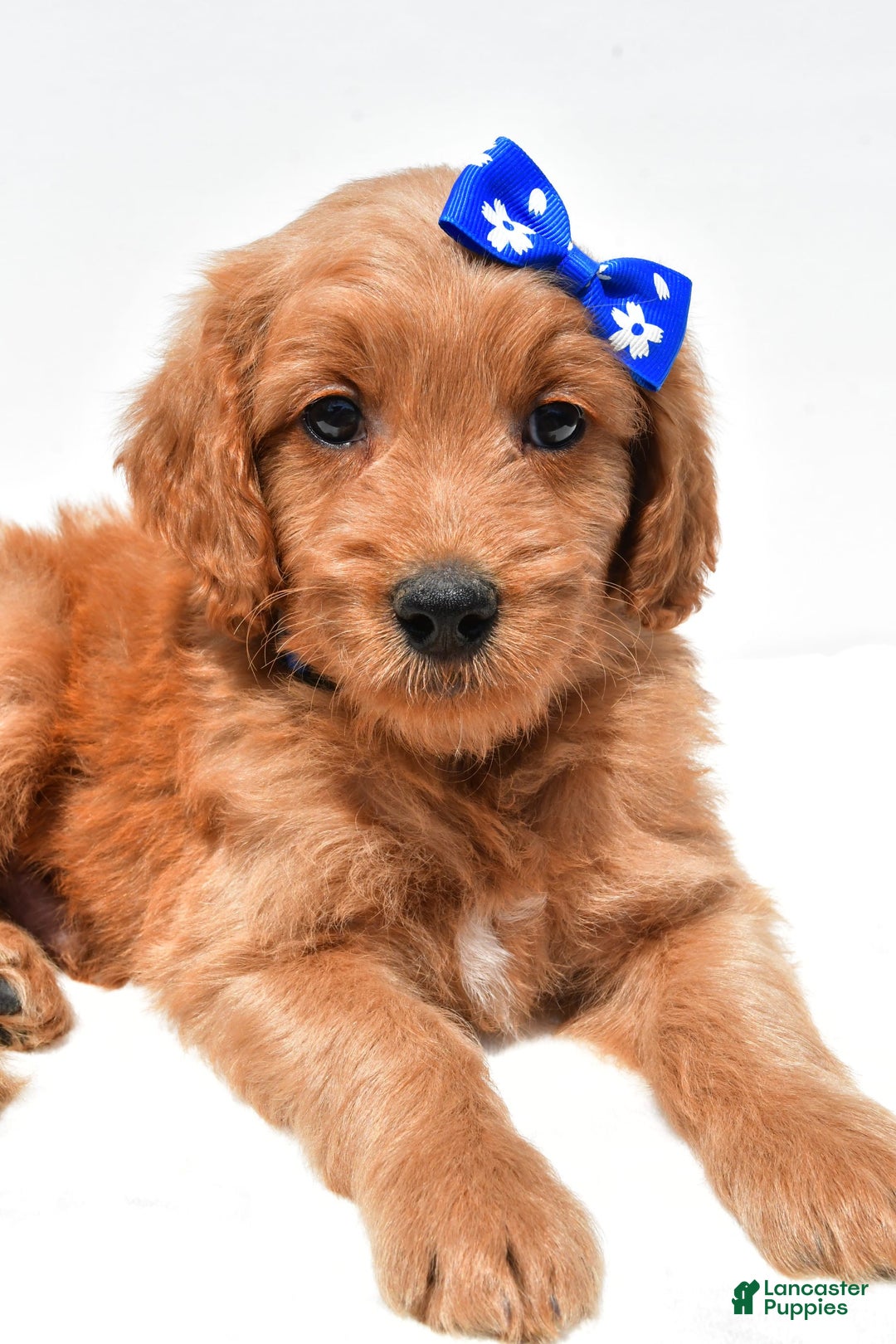 Mini Goldendoodle dogs for sale: Tommy - Image 7