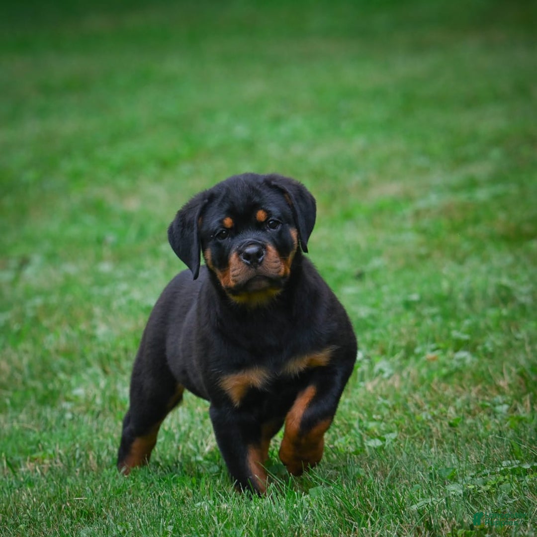 Rottweiler dogs for sale: Bella - Image 15