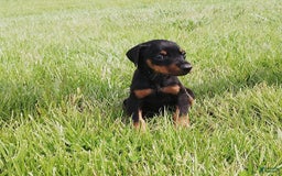 Doberman Pinscher dogs for sale: Lilly - Image 3