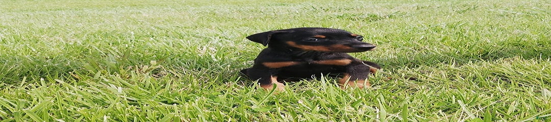 Lilly