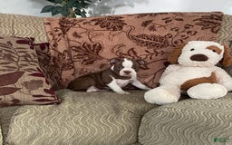 Boston Terrier dogs for sale: Maxx - Image 4