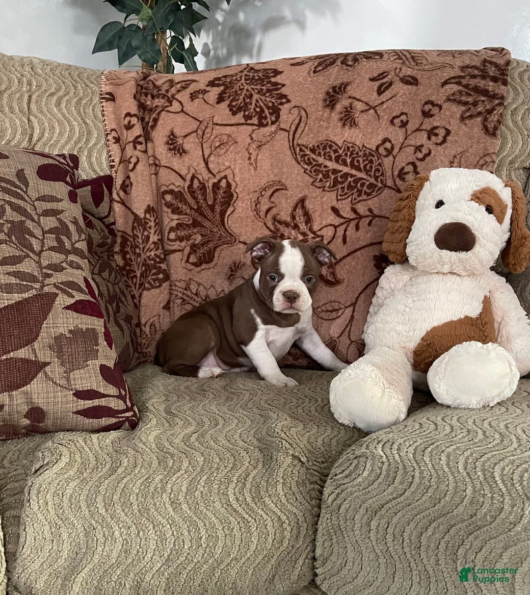 Boston Terrier dogs for sale: Maxx - Image 4
