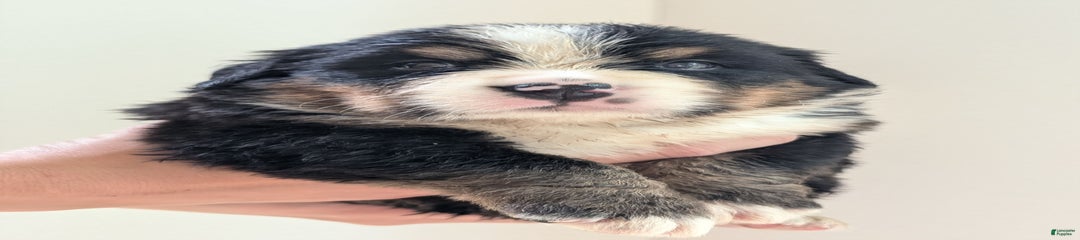 Remi