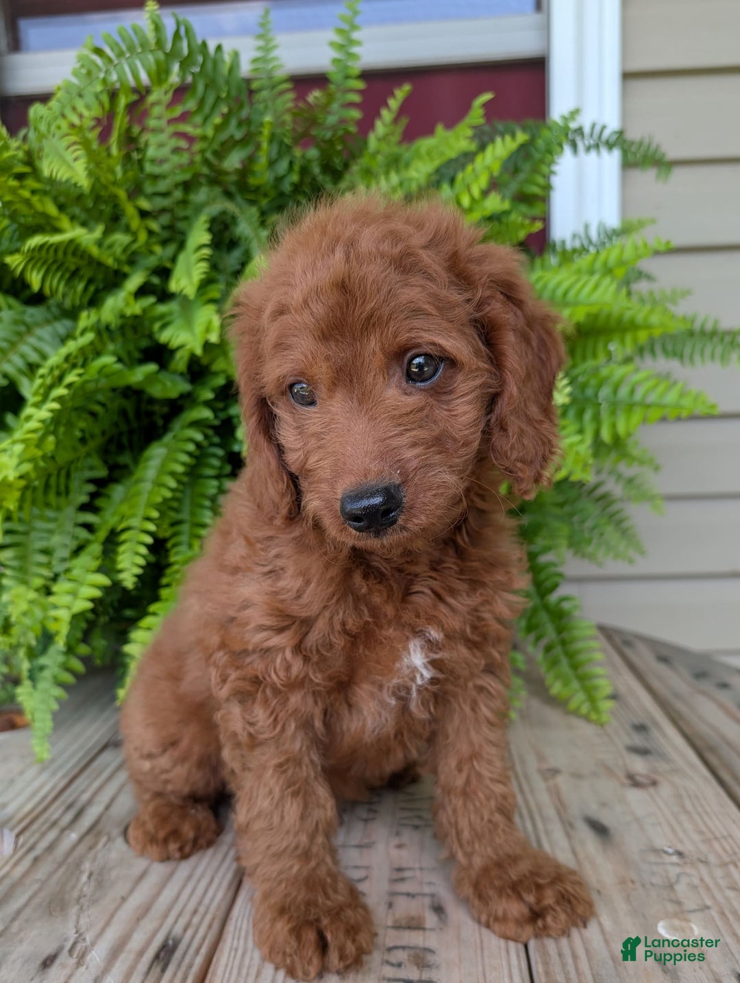 Mini Goldendoodle dogs for sale: Mini -coner - Image 16