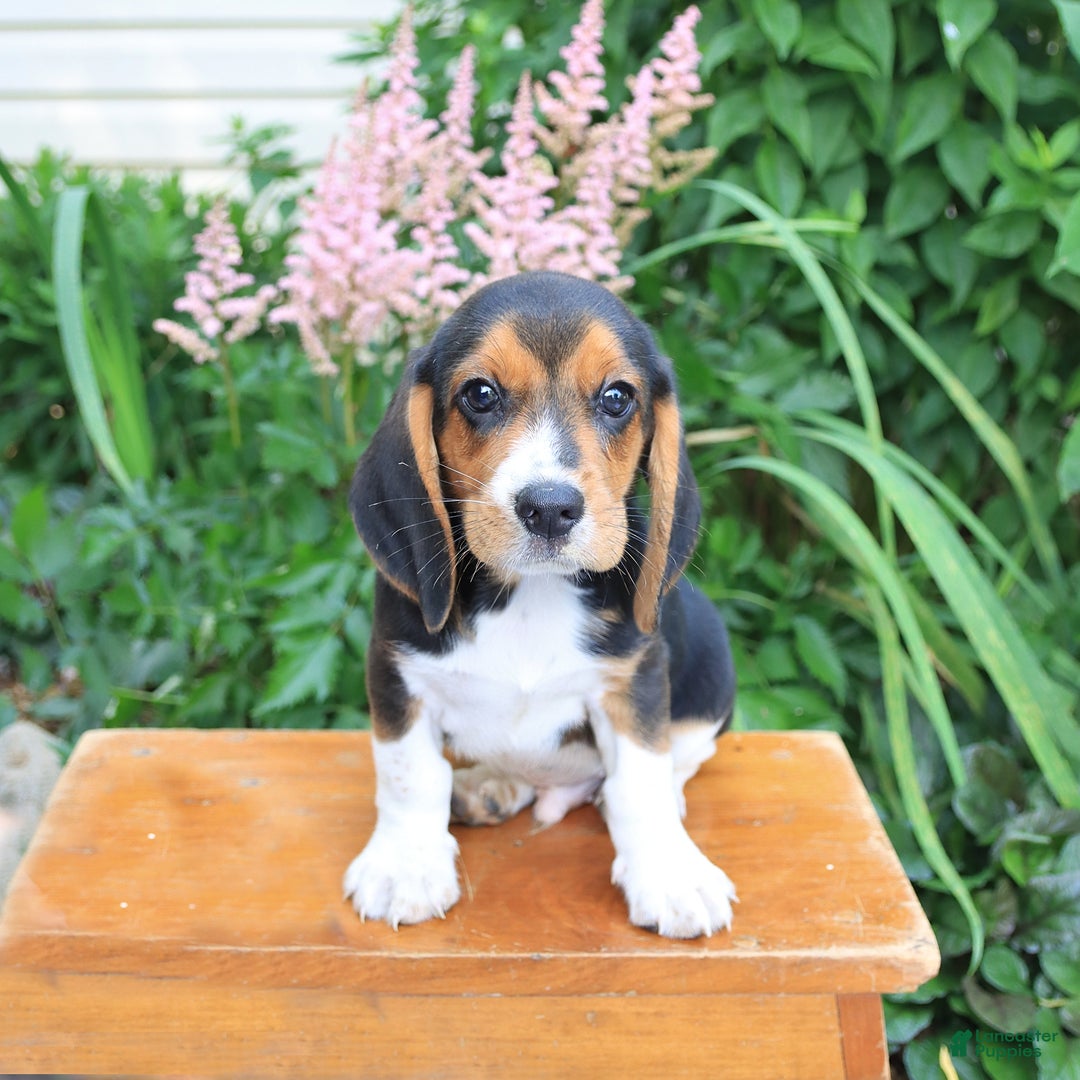 Beagle dogs for sale: Digger - Image 3