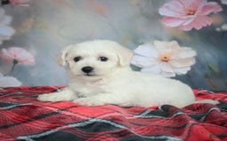 Bichon Frise dogs for sale: Josie - Image 5