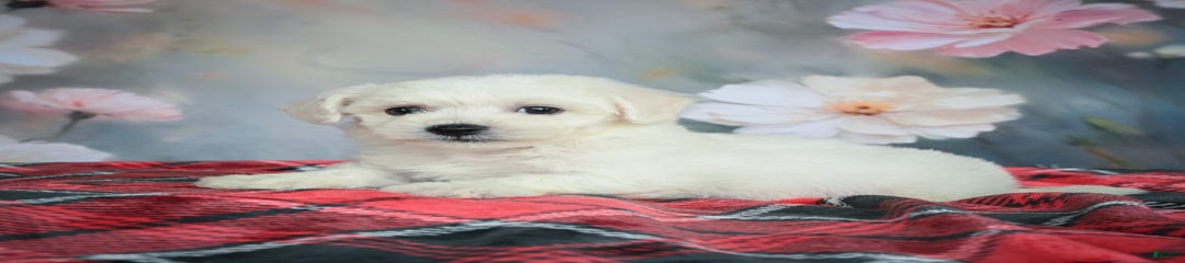 Josie