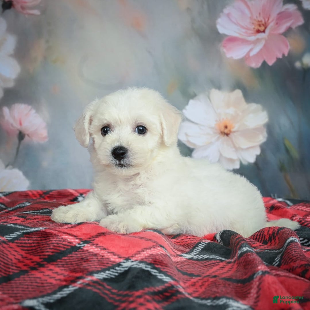 Bichon Frise dogs for sale: Josie - Image 5