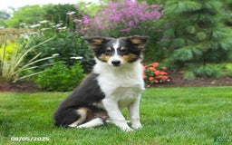 Shetland Sheepdog dogs for sale: Lucky - Image 1