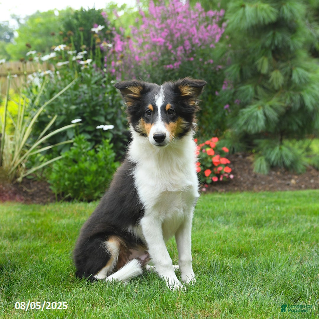 Shetland Sheepdog dogs for sale: Lucky - Image 1