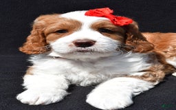 Mini Goldendoodle dogs for sale: Rocky - Image 2