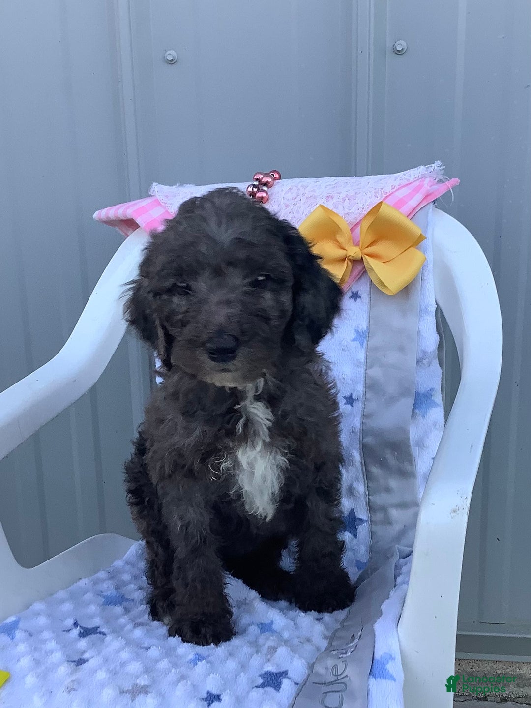 Goldendoodle dogs for sale: Lucy - Image 10