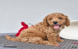Toy Poodle dogs for sale: Peanut - Image 3