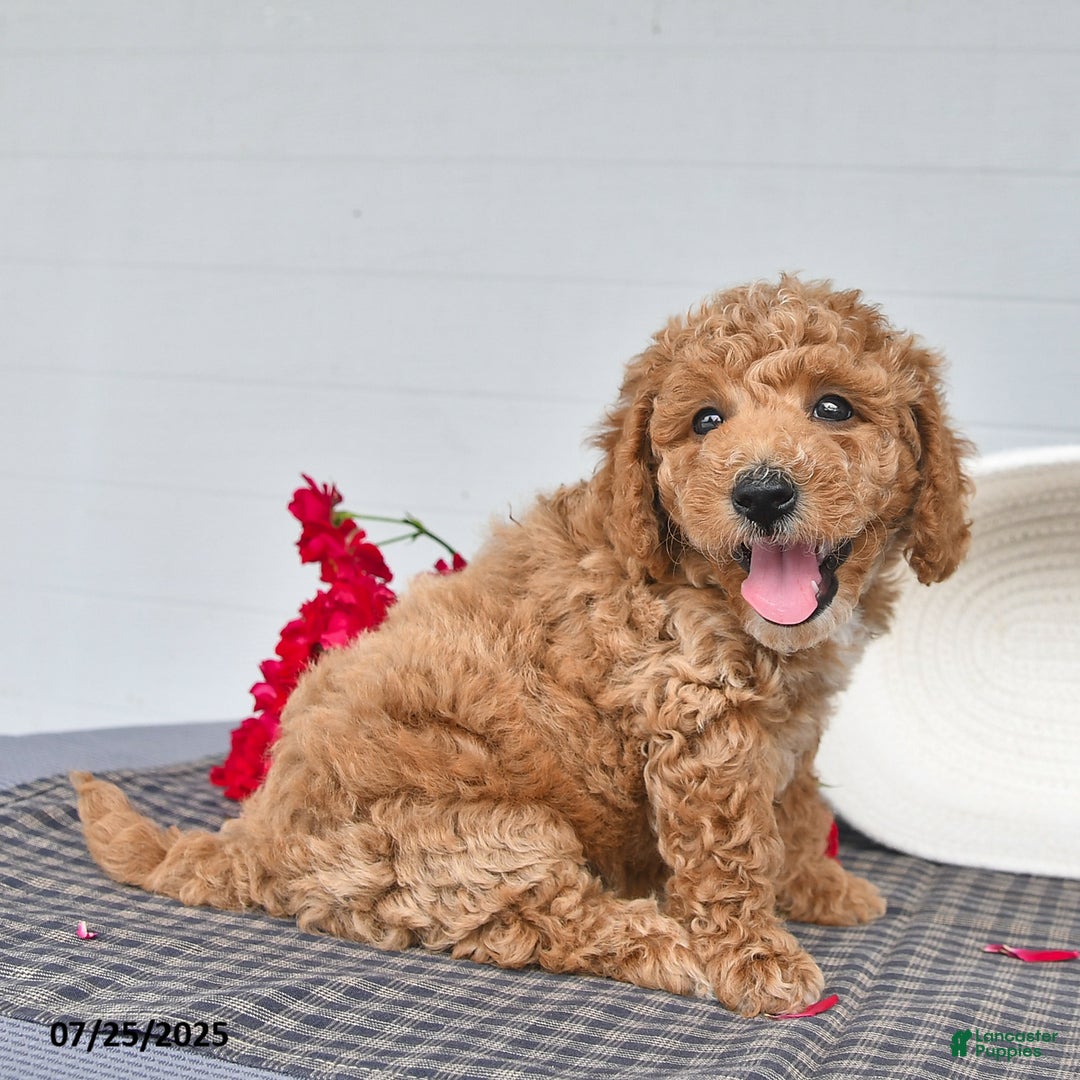 Toy Poodle dogs for sale: Peanut - Image 3