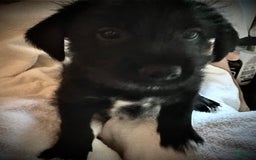 Shiba Inu dogs for sale: Toes - Image 5