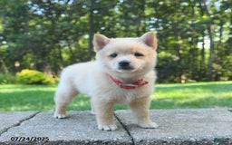 Schipperke dogs for sale: Quinn - Image 2