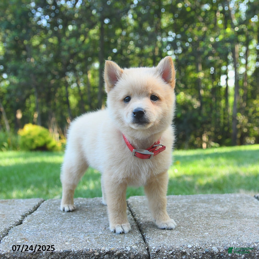 Schipperke dogs for sale: Quinn - Image 2