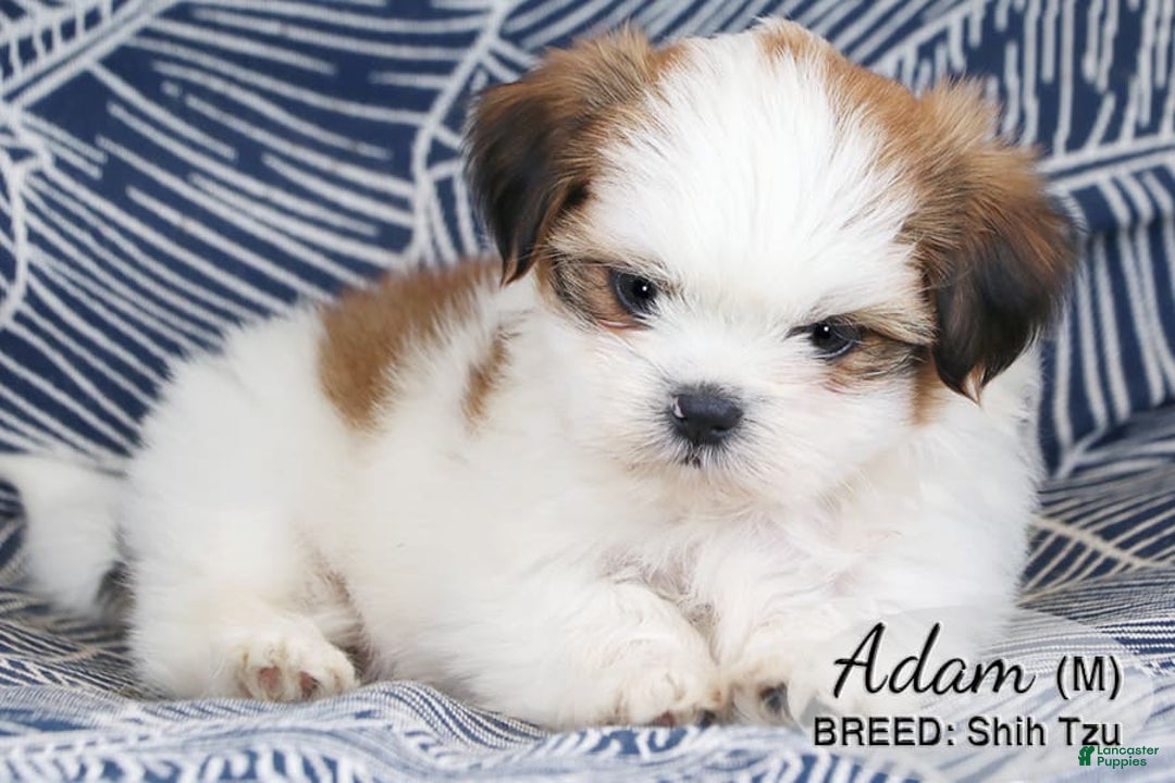 Shih Tzu dogs for sale: Adam - Image 2