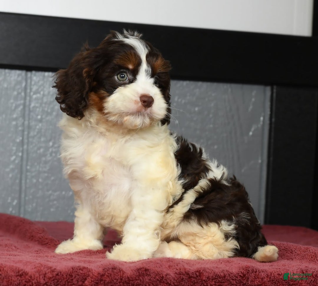 Cavapoo dogs for sale: Julia - Image 6