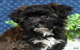 Havapoo dogs for sale: Elvis - Image 4