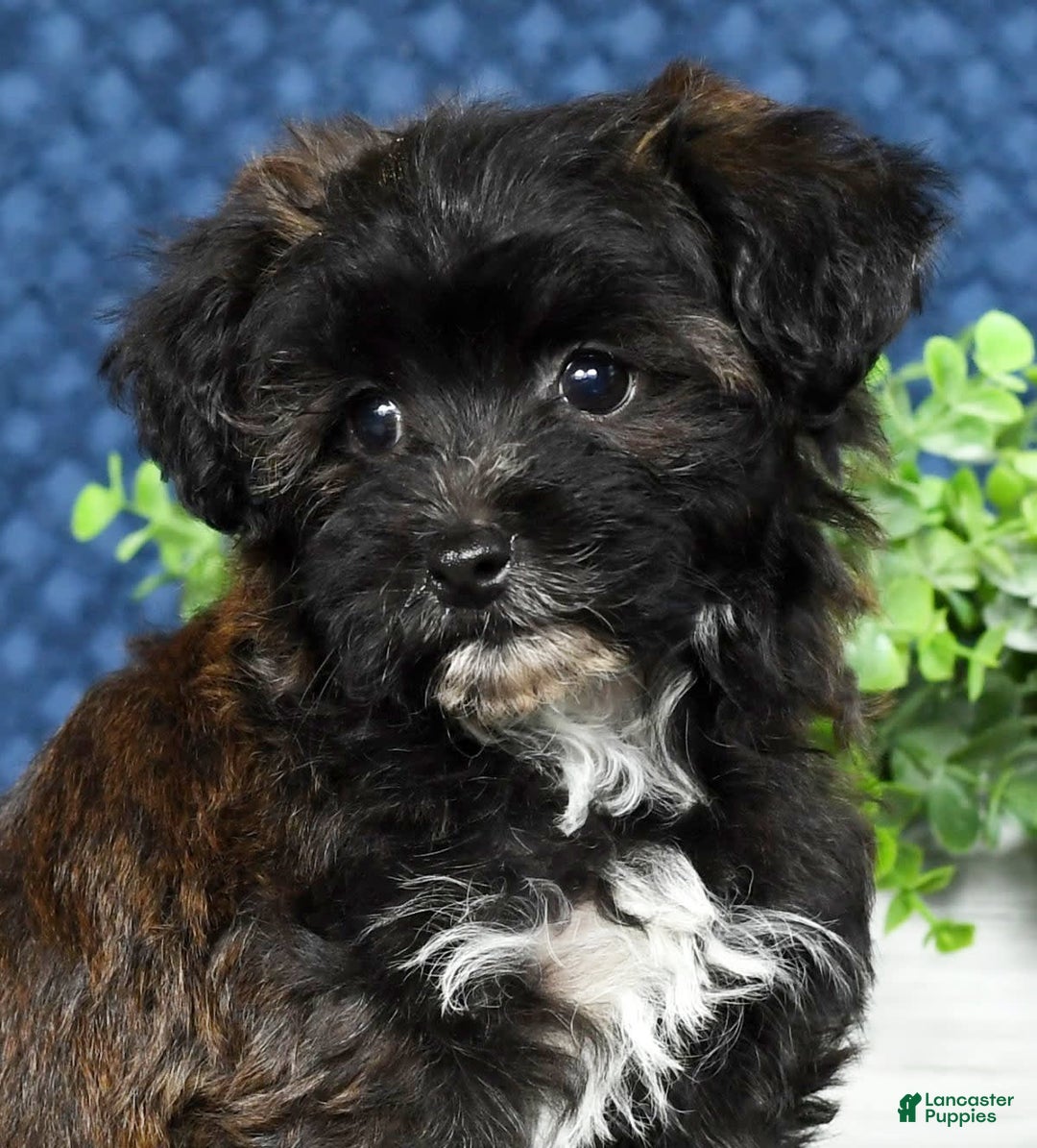 Havapoo dogs for sale: Elvis - Image 4