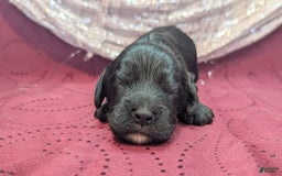 Cockapoo dogs for sale: Miranda - Image 10