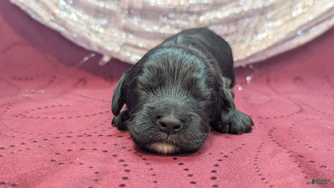 Cockapoo dogs for sale: Miranda - Image 10