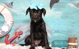 Labrador Retriever dogs for sale: Onyx - Image 7