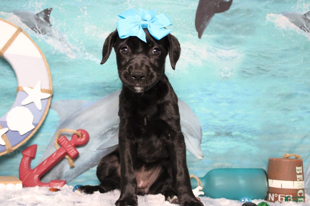 Labrador Retriever dogs for sale: Onyx - Image 7