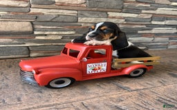 Basset Hound dogs for sale: Theo - Image 2