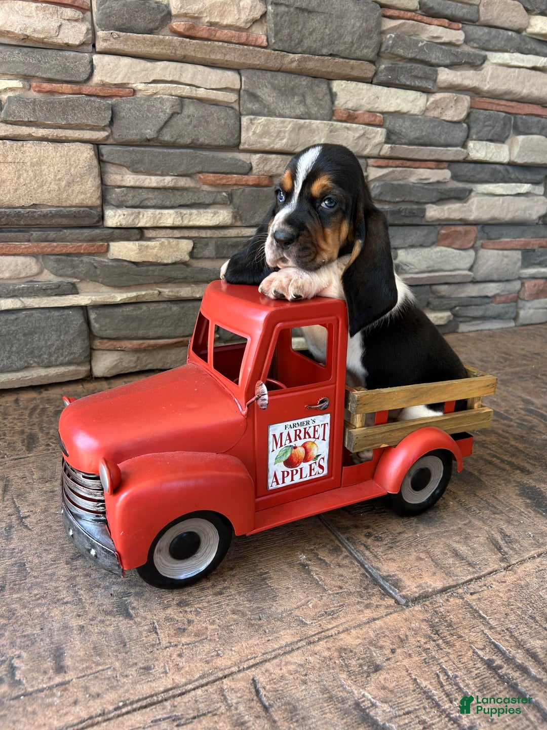 Basset Hound dogs for sale: Theo - Image 2