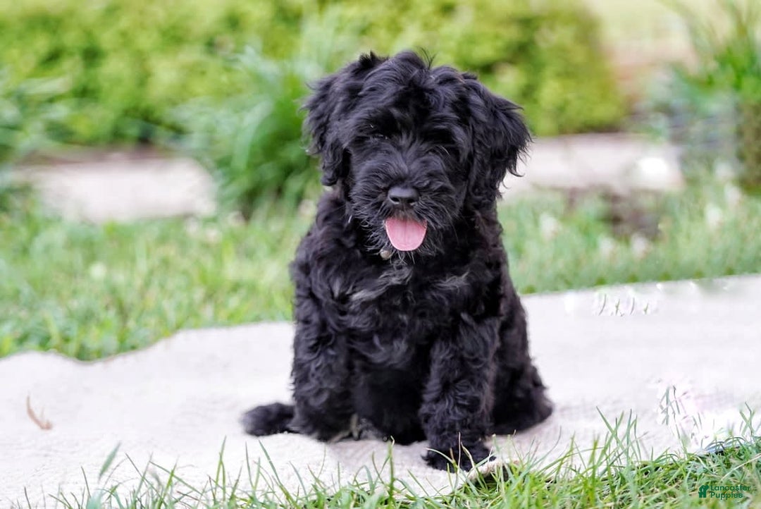 Portuguese Water Dog dogs for sale: Portuguese Water Dog 5 puppies - Image 12